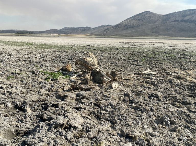 The skeletal remains of a cow on dry marshland at Spring Lake, 2021