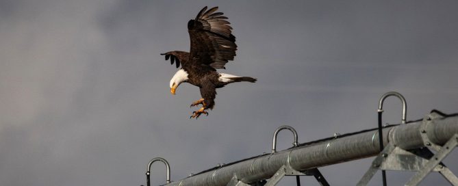 Solid Rock Photography - Sarah Ramsey