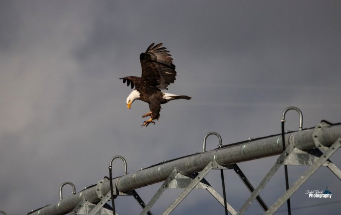 Solid Rock Photography - Sarah Ramsey