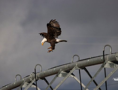 Provide a Letter of Support for K.I.D. Title Transfer